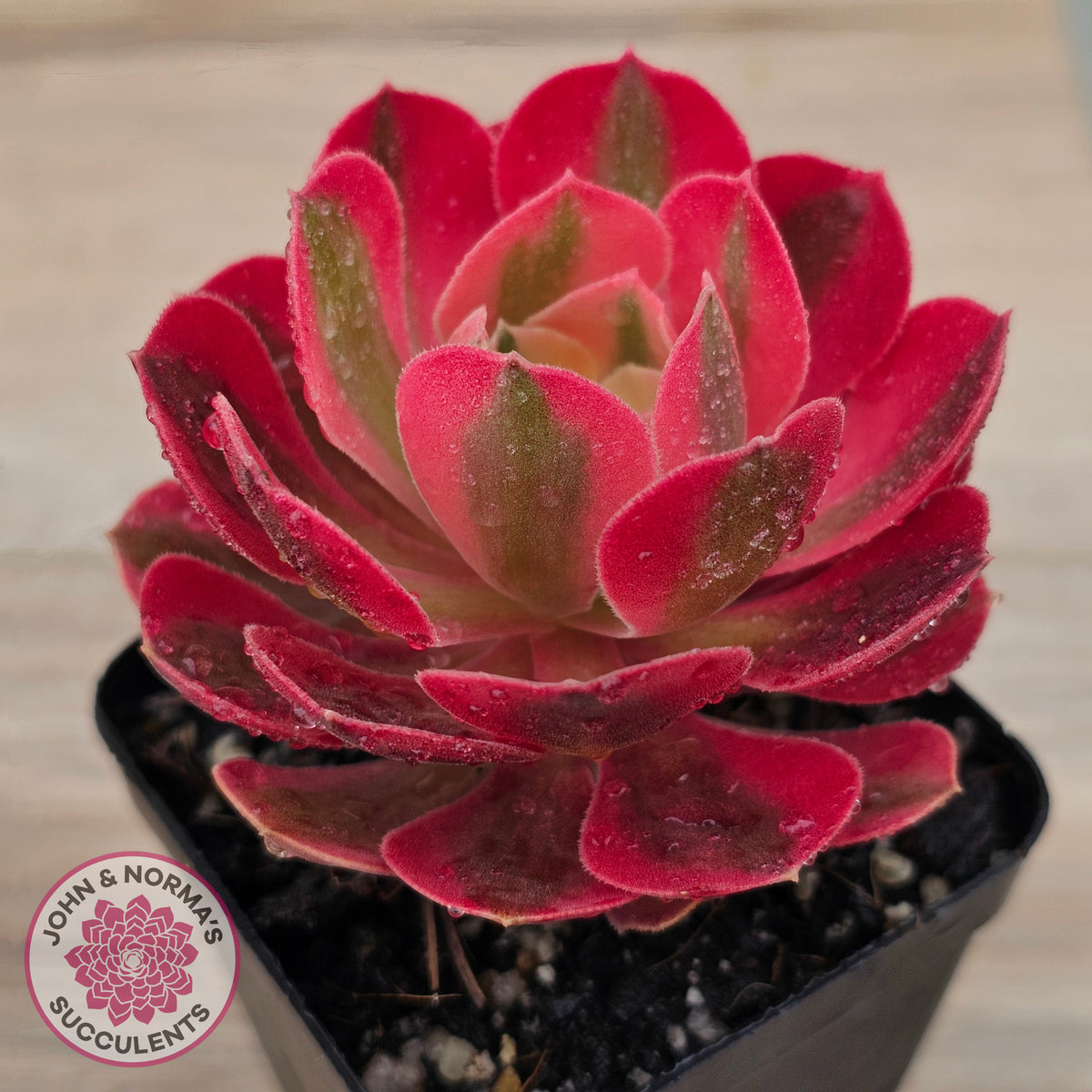 Aeonium 'Pink Witch'