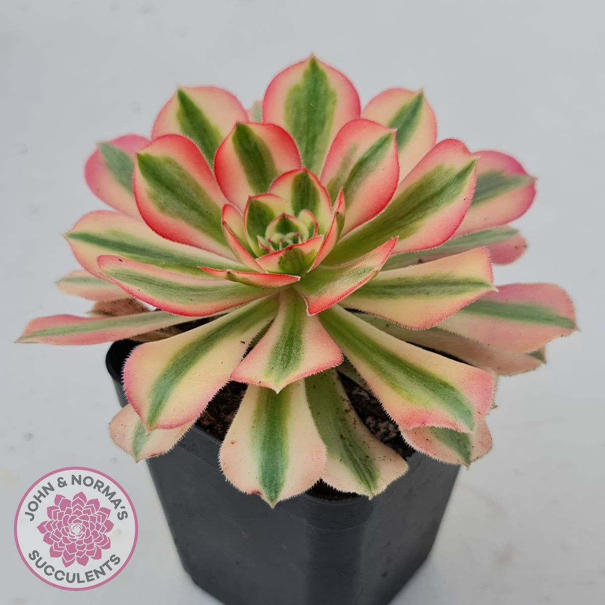 Aeonium 'Pink Witch'