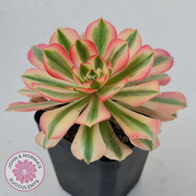 Load image into Gallery viewer, Aeonium 'Pink Witch'