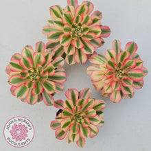 Load image into Gallery viewer, Aeonium 'Pink Witch'