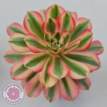 Load image into Gallery viewer, Aeonium 'Pink Witch'