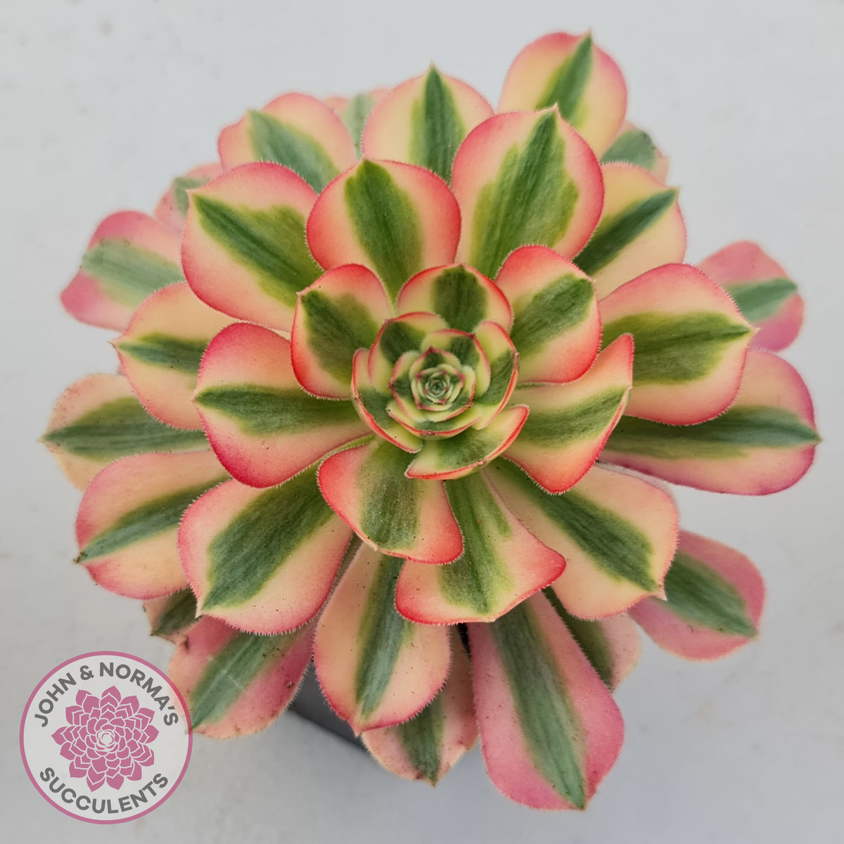 Aeonium 'Pink Witch'