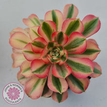 Load image into Gallery viewer, Aeonium 'Pink Witch'