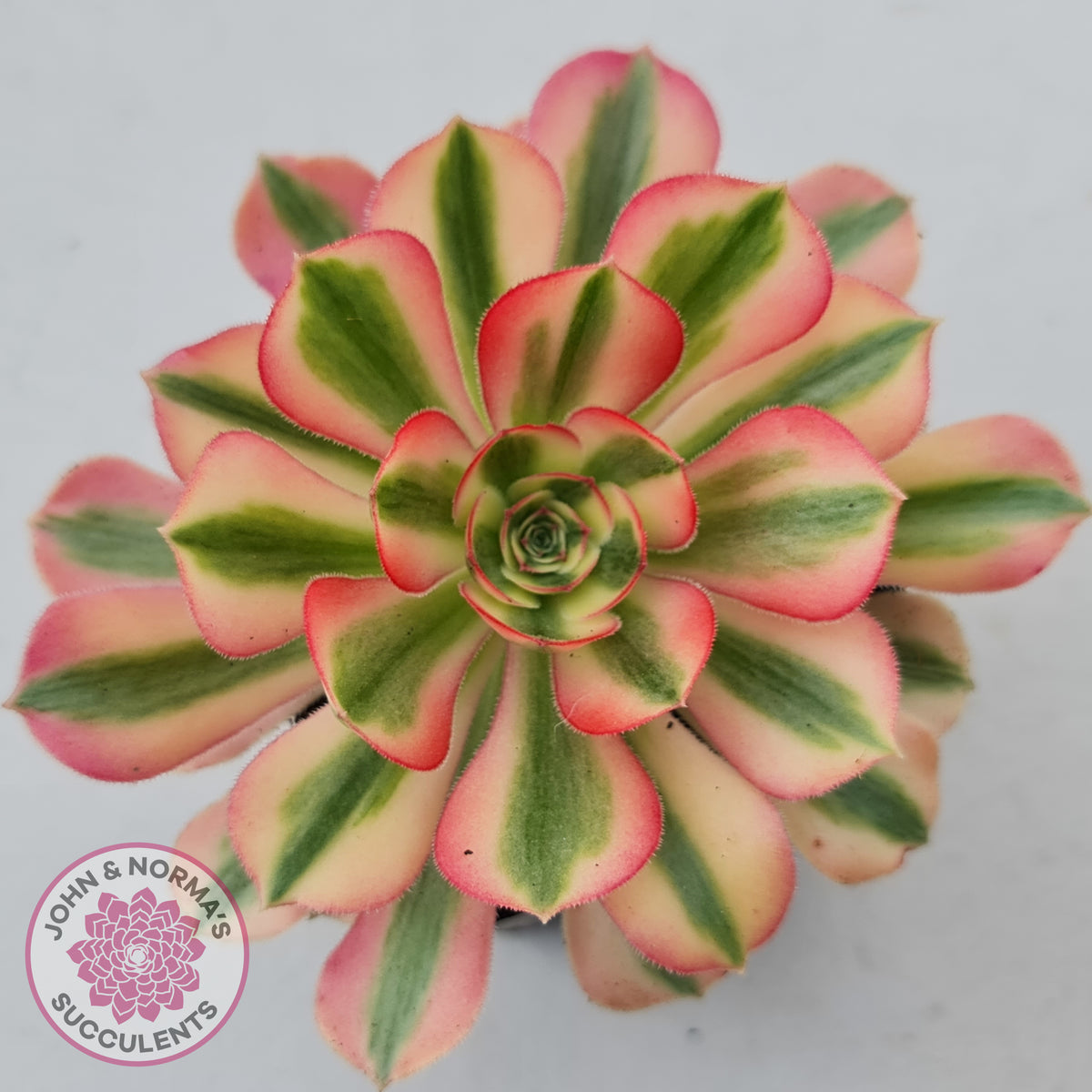 Aeonium 'Pink Witch'