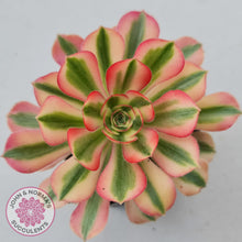 Load image into Gallery viewer, Aeonium 'Pink Witch'