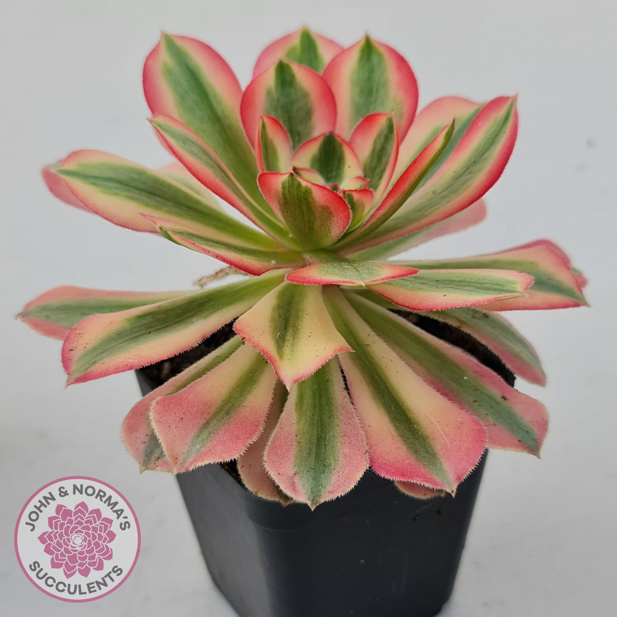 Aeonium 'Pink Witch'