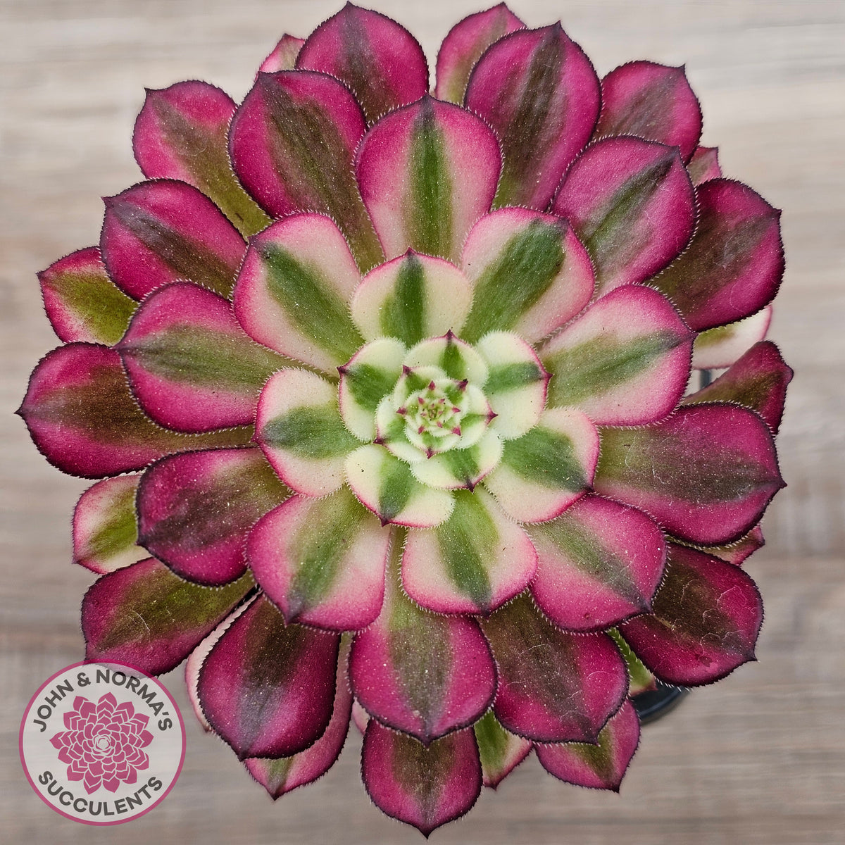 Aeonium 'Red Sunny'