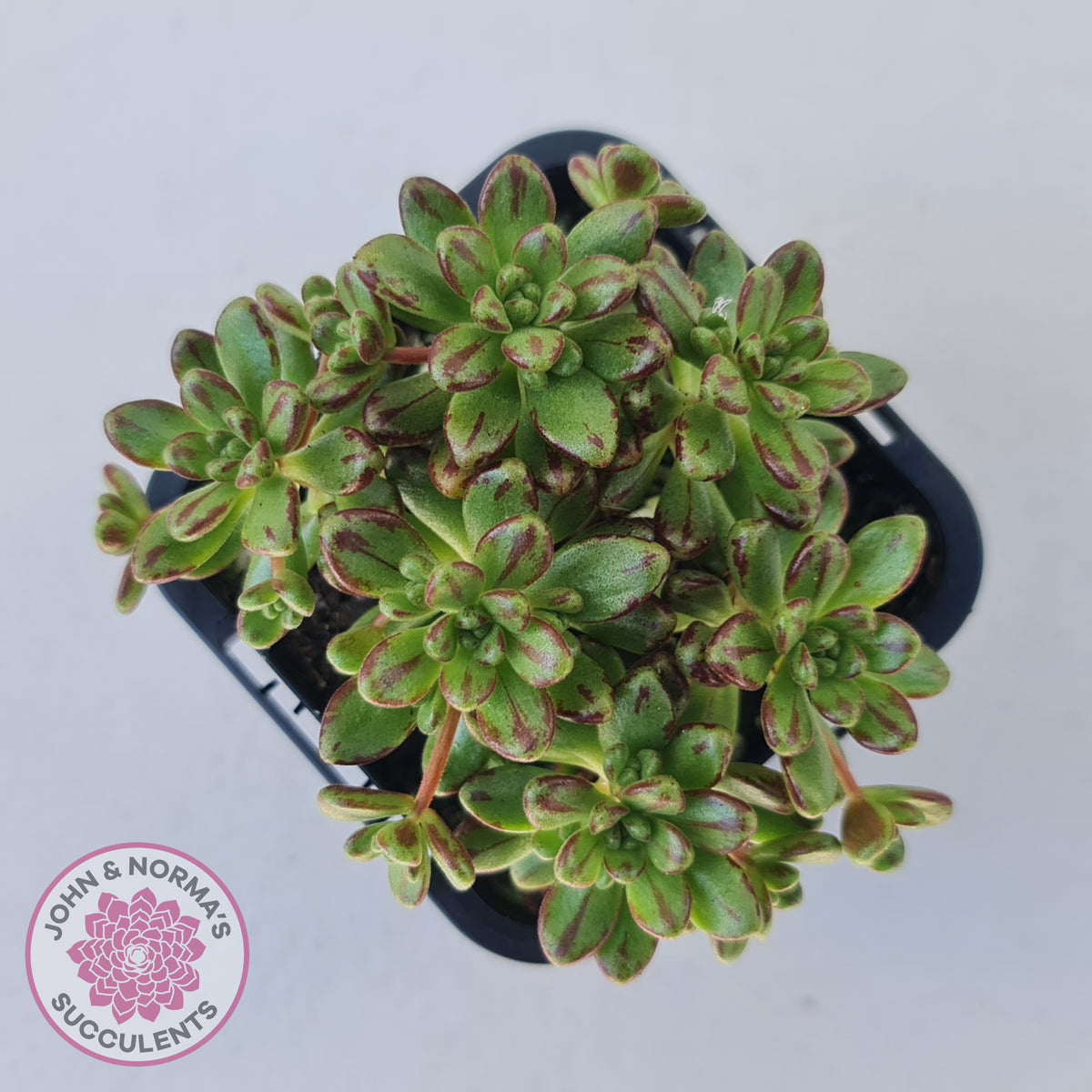 Aeonium sedifolium