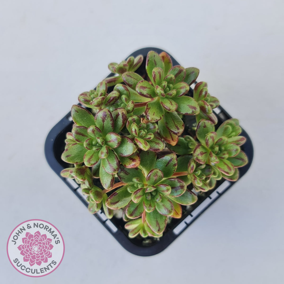 Aeonium sedifolium