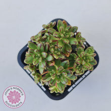 Load image into Gallery viewer, Aeonium sedifolium