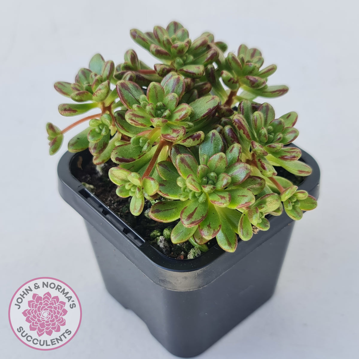 Aeonium sedifolium