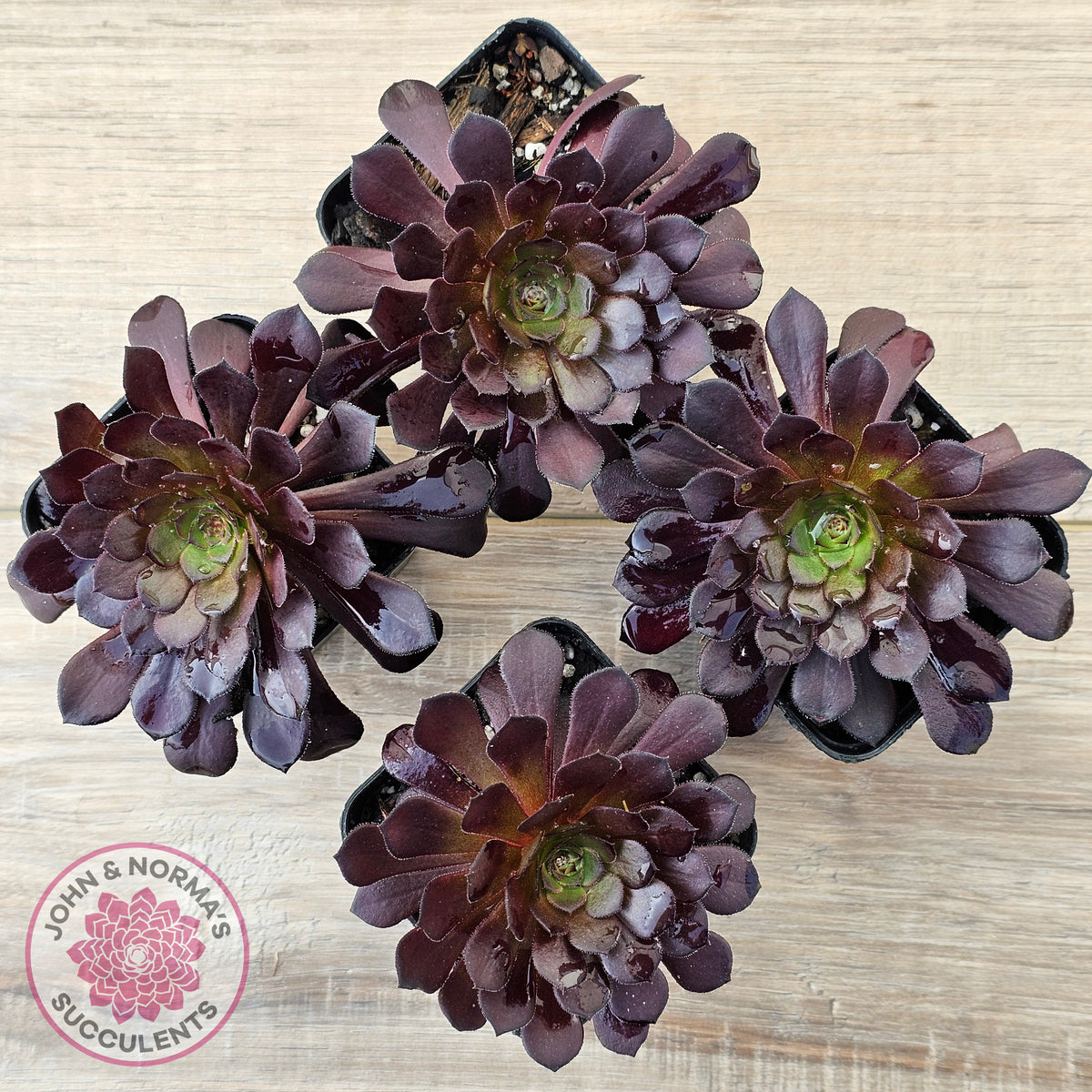 Aeonium 'Short Black'