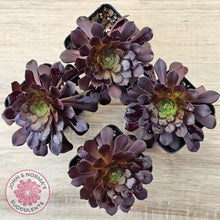 Load image into Gallery viewer, Aeonium 'Short Black'
