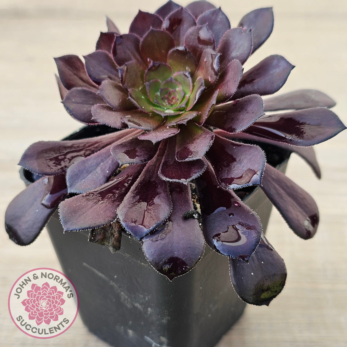 Aeonium 'Short Black'