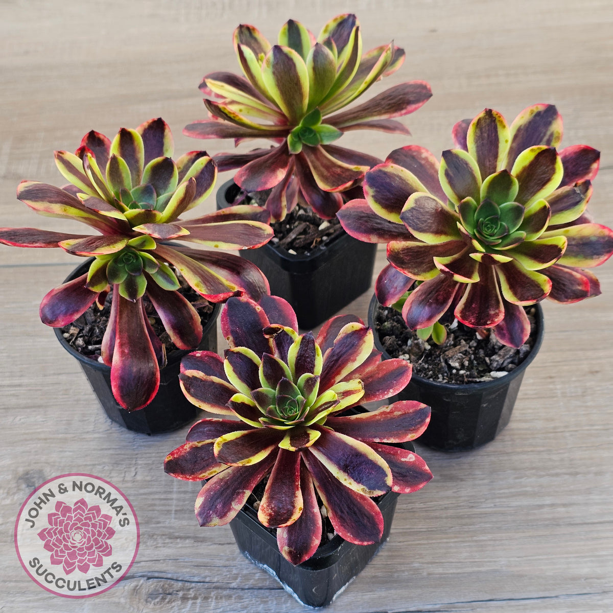 Aeonium 'Superbang' aka 'Oujiali' Variegated