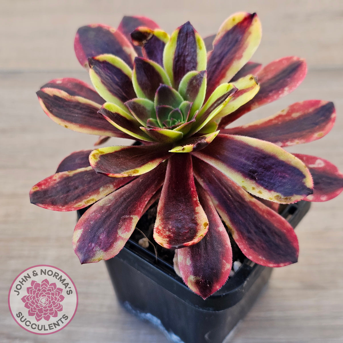 Aeonium 'Superbang' aka 'Oujiali' Variegated