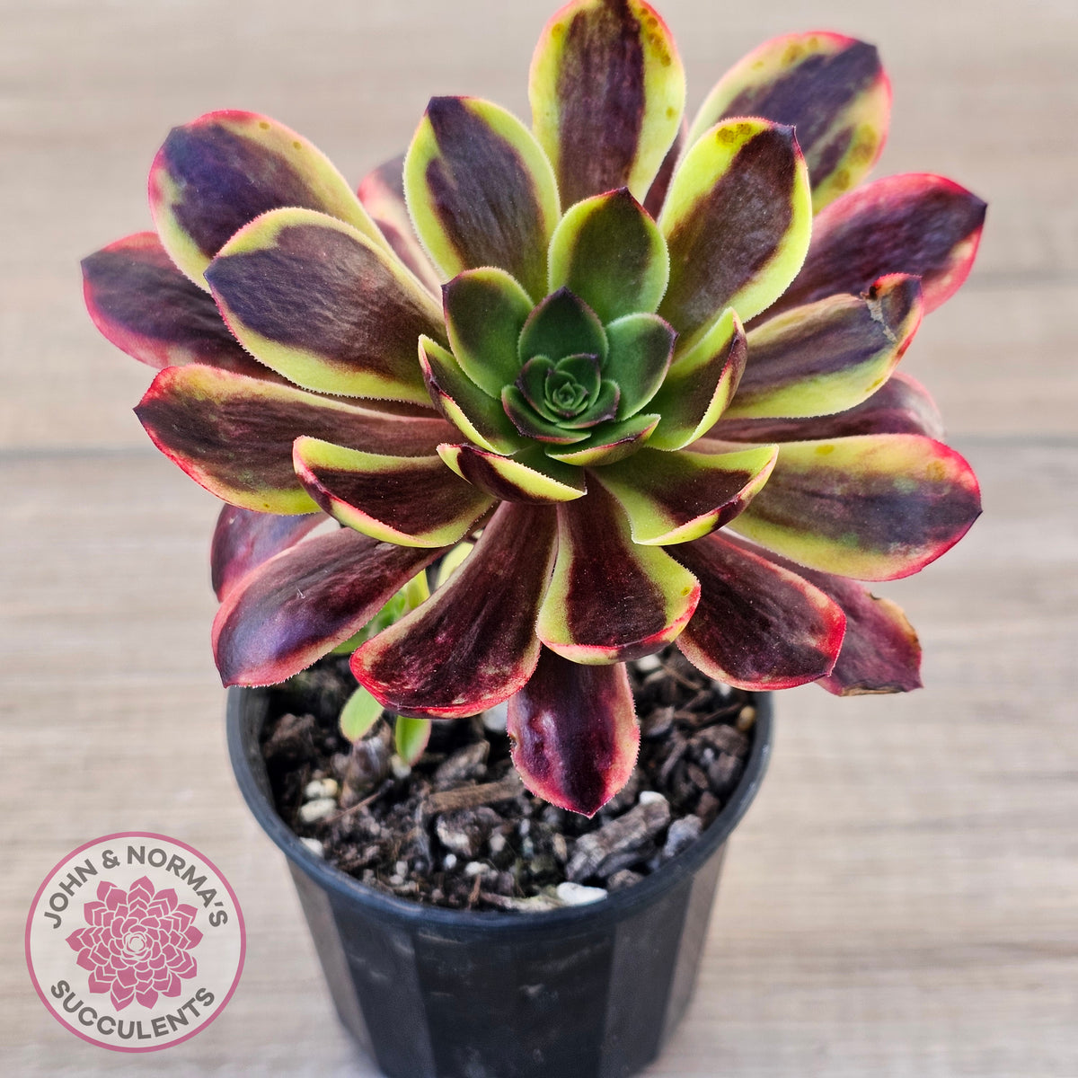 Aeonium 'Superbang' aka 'Oujiali' Variegated