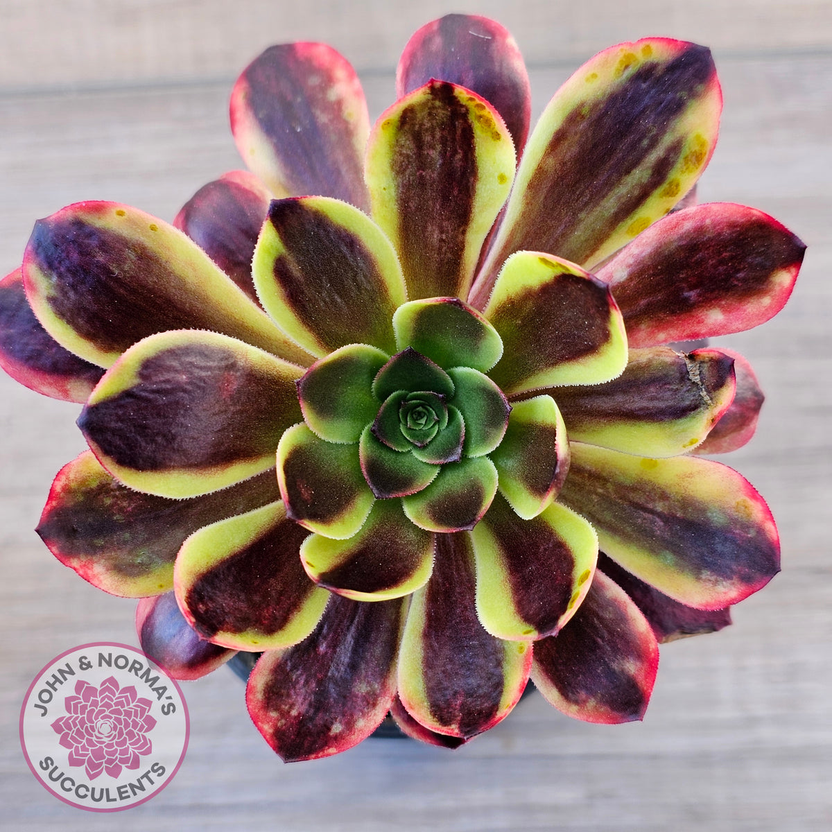 Aeonium 'Superbang' aka 'Oujiali' Variegated