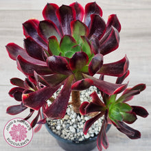 Load image into Gallery viewer, Aeonium 'Superbang' aka 'Oujiali' Variegated