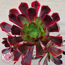 Load image into Gallery viewer, Aeonium 'Superbang' aka 'Oujiali' Variegated