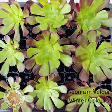 Load image into Gallery viewer, Aeonium Velour Cutting/s