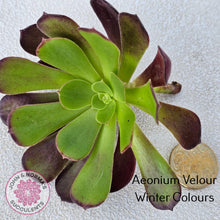 Load image into Gallery viewer, Aeonium Velour Cutting/s