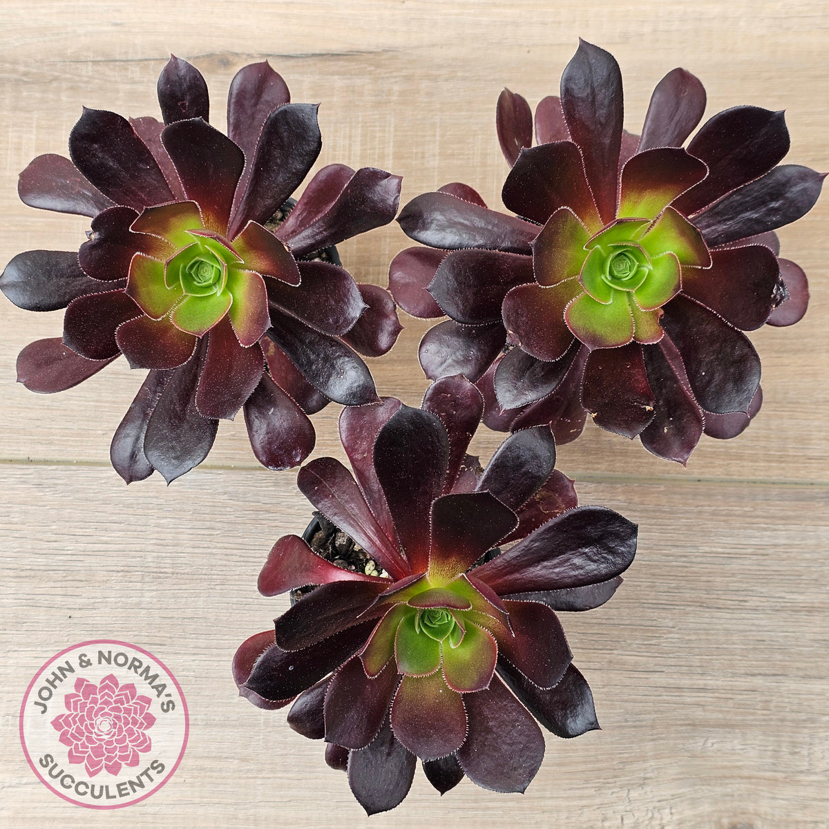 Aeonium 'Velour'