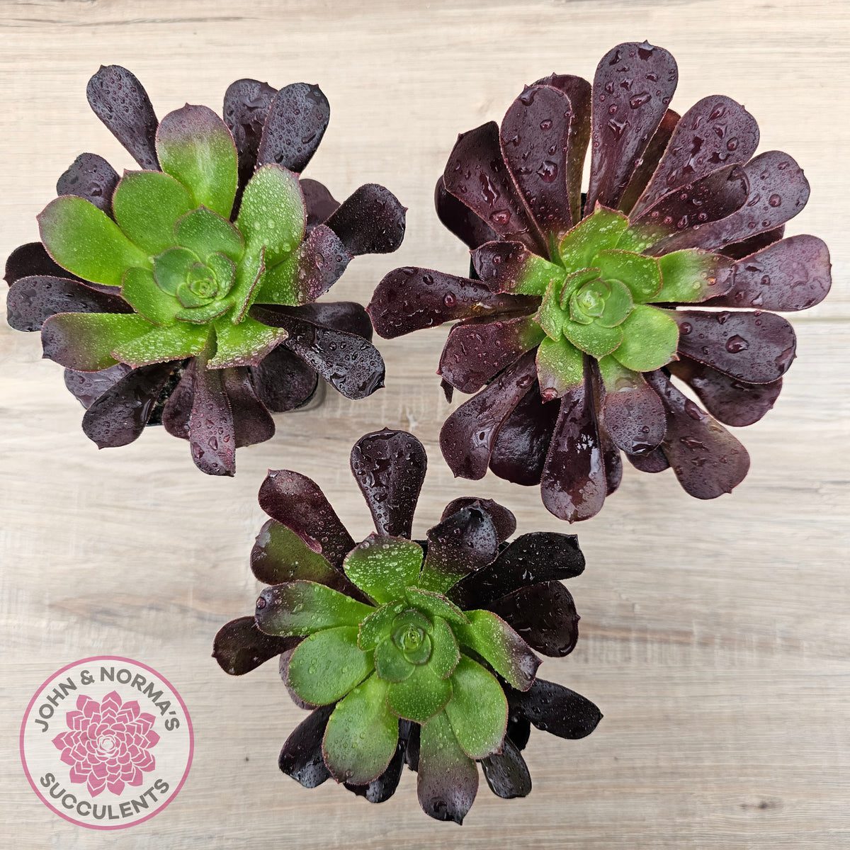 Aeonium 'Velour'