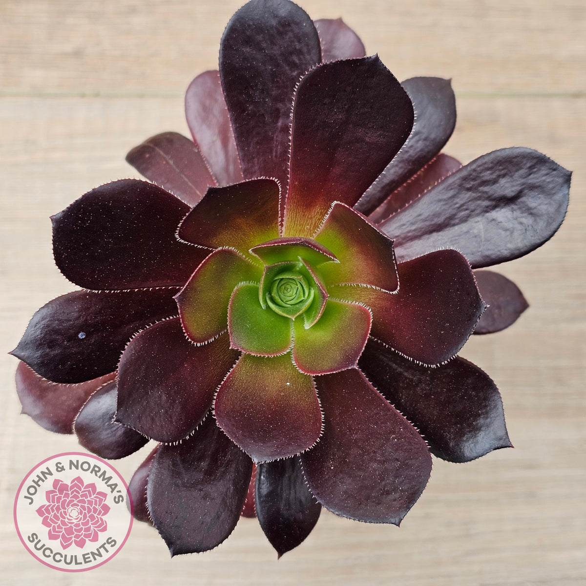 Aeonium 'Velour'