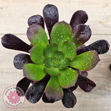Load image into Gallery viewer, Aeonium 'Velour'
