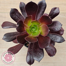 Load image into Gallery viewer, Aeonium 'Velour'