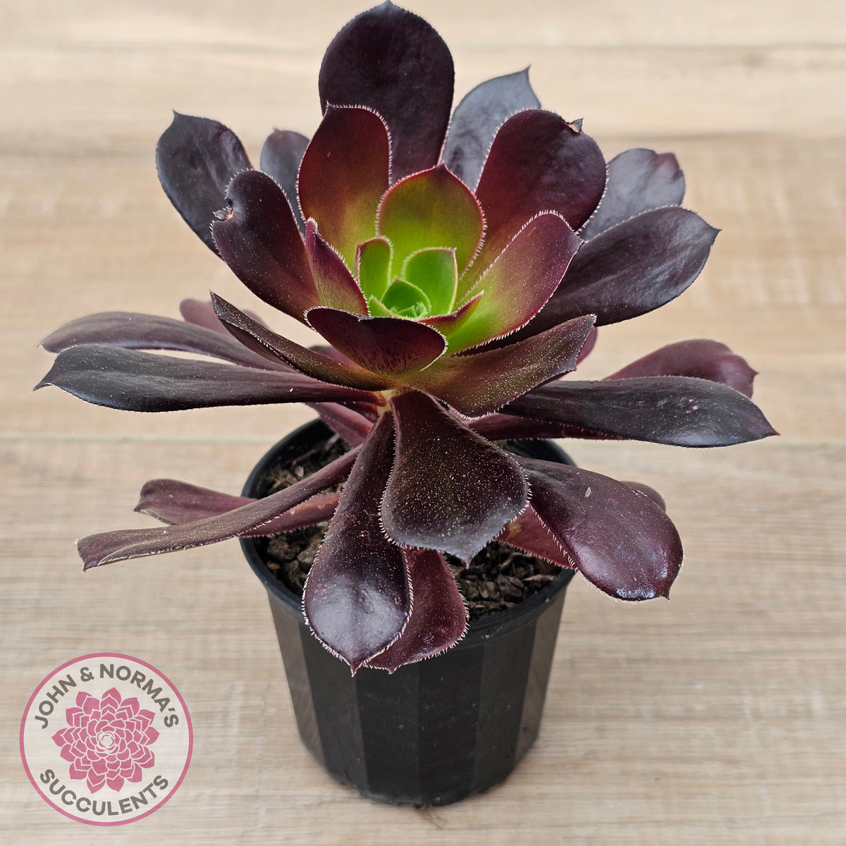 Aeonium 'Velour'
