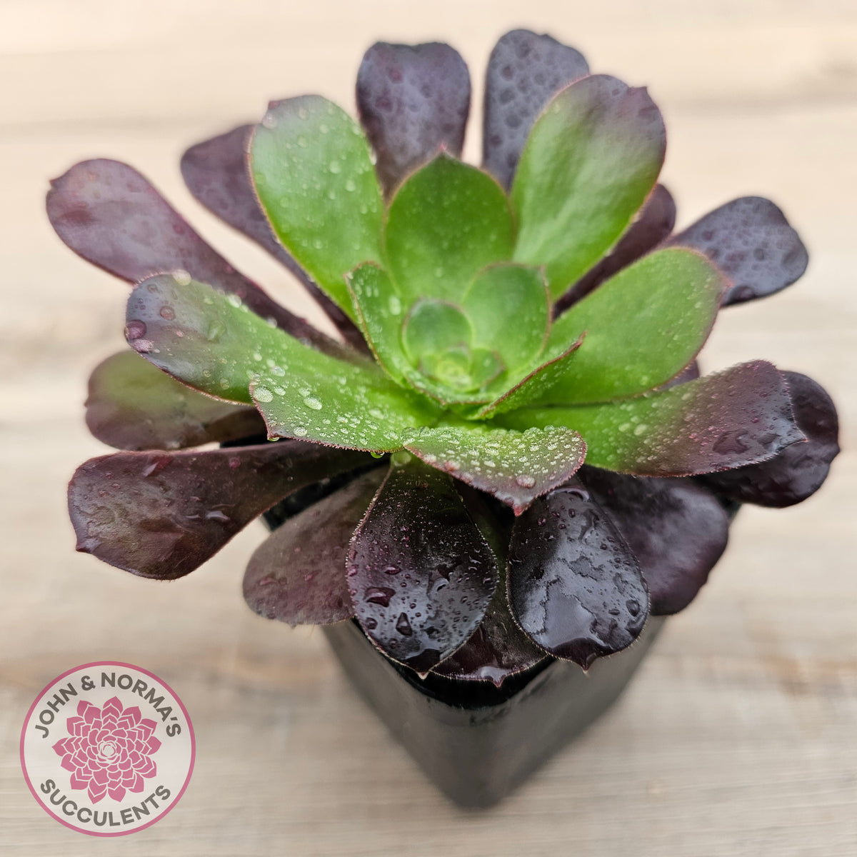 Aeonium 'Velour'