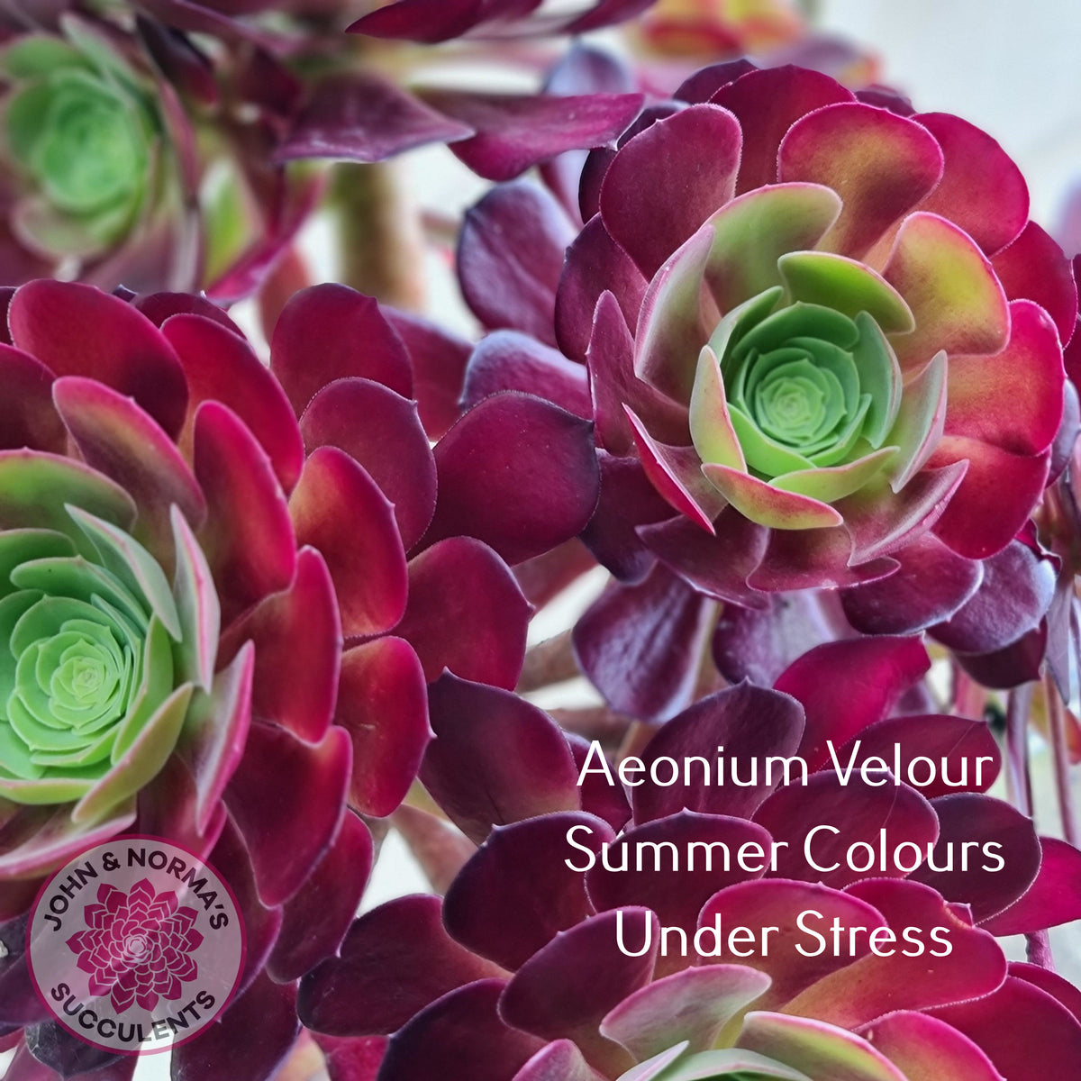 Aeonium Velour Cutting/s