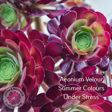 Load image into Gallery viewer, Aeonium Velour Cutting/s