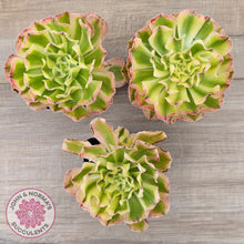 Load image into Gallery viewer, Aeonium 'White Phoenix'