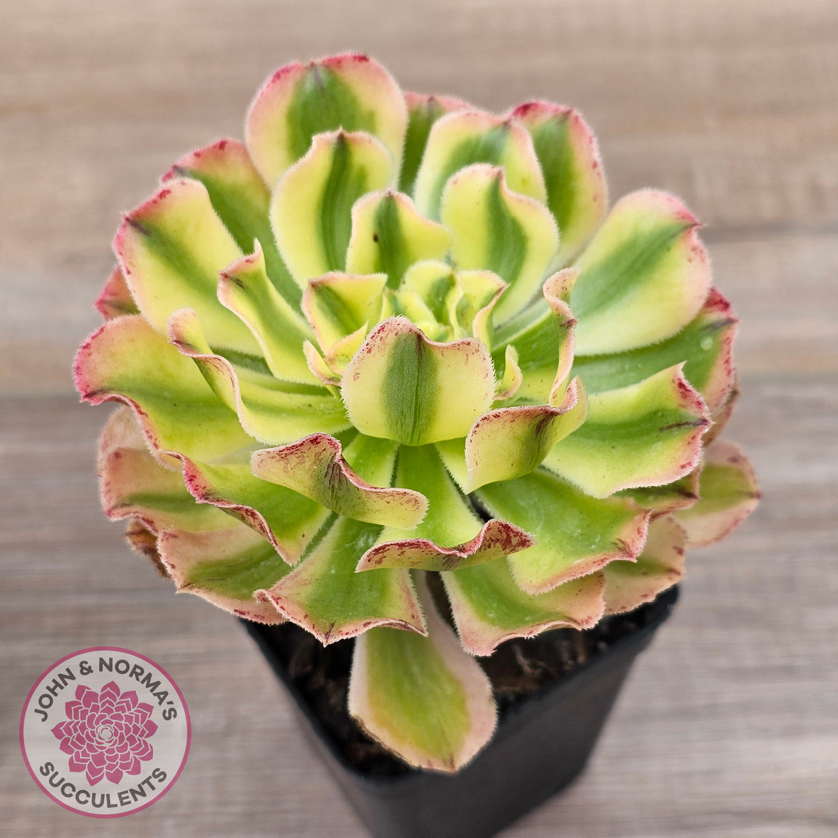 Aeonium 'White Phoenix'
