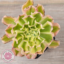 Load image into Gallery viewer, Aeonium 'White Phoenix'