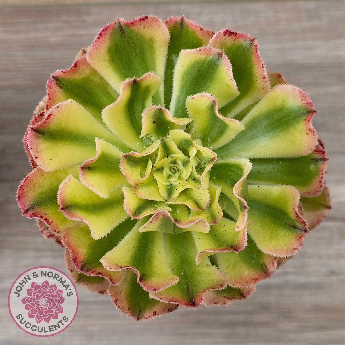 Aeonium 'White Phoenix'