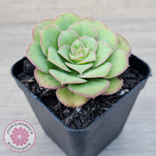 Load image into Gallery viewer, Aeonium x anagense aka 'Pancakes' - John & Norma's Succulents Australia