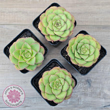 Load image into Gallery viewer, Aeonium x anagense aka 'Pancakes' - John & Norma's Succulents Australia