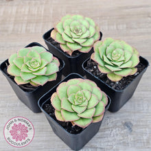 Load image into Gallery viewer, Aeonium x anagense aka 'Pancakes' - John & Norma's Succulents Australia