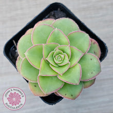 Load image into Gallery viewer, Aeonium x anagense aka 'Pancakes' - John & Norma's Succulents Australia