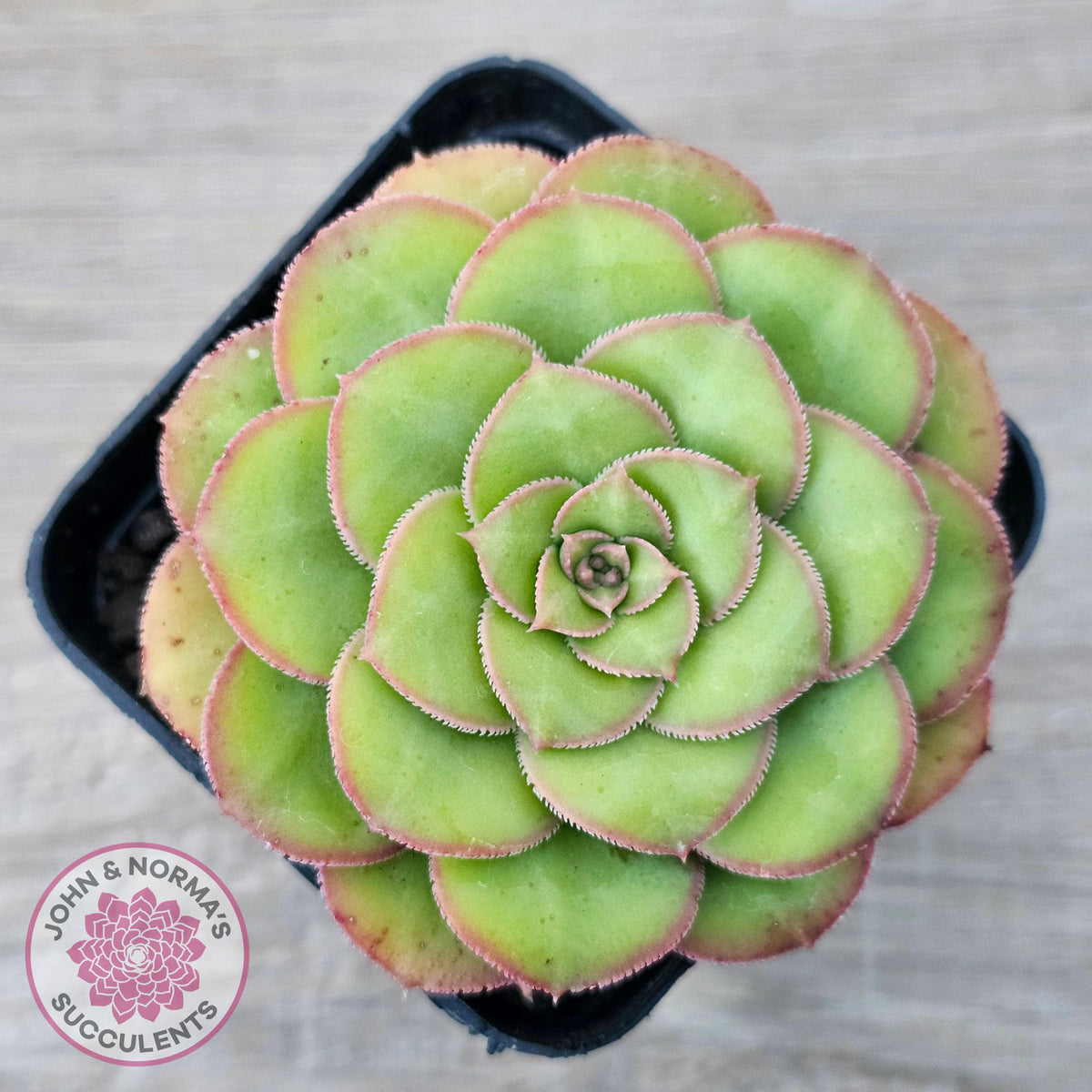 Aeonium x anagense aka 'Pancakes'