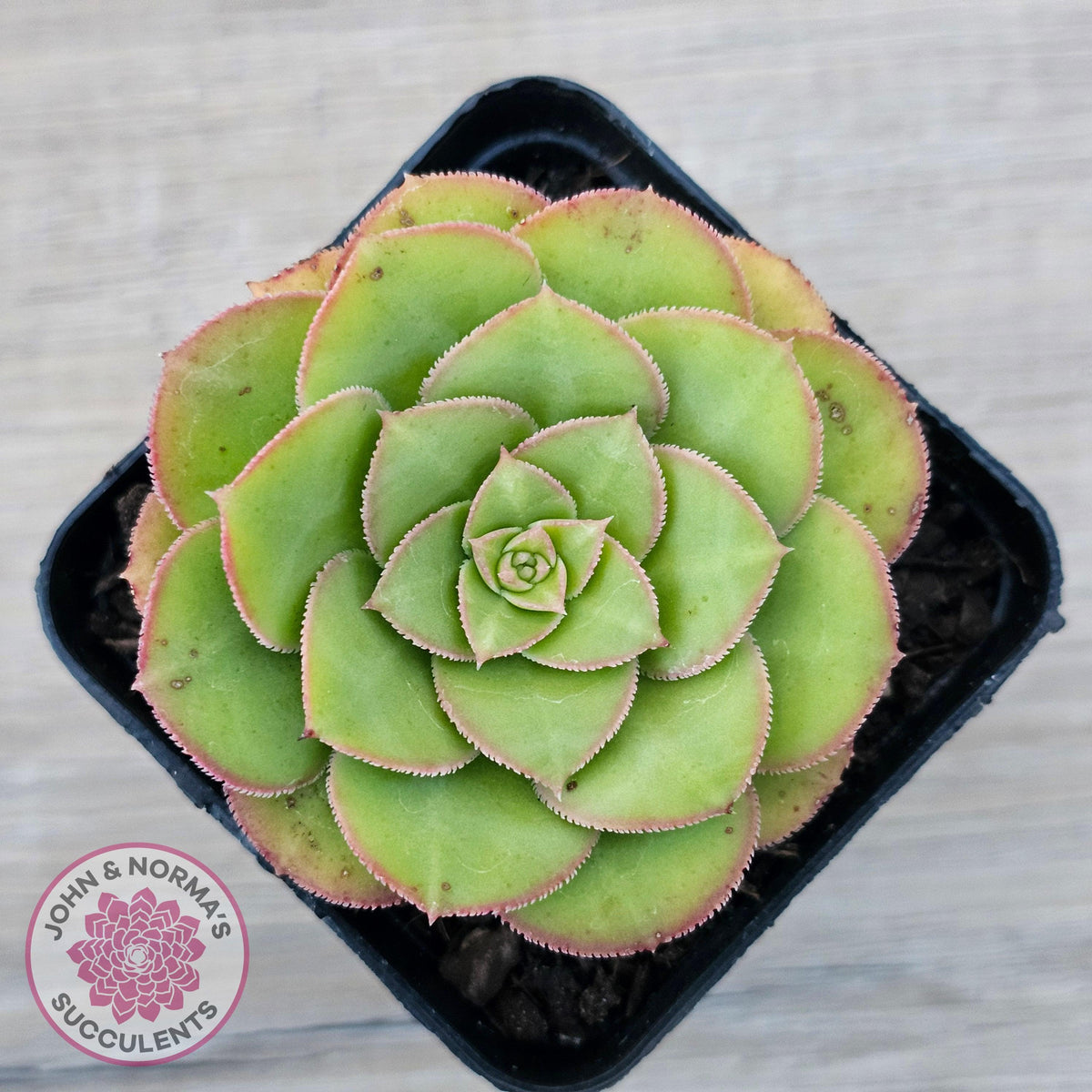 Aeonium x anagense aka 'Pancakes'