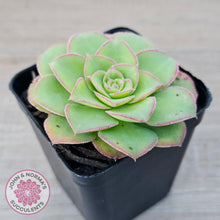 Load image into Gallery viewer, Aeonium x anagense aka 'Pancakes' - John & Norma's Succulents Australia