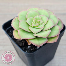 Load image into Gallery viewer, Aeonium x anagense aka 'Pancakes' - John & Norma's Succulents Australia