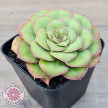 Load image into Gallery viewer, Aeonium x anagense aka 'Pancakes' - John & Norma's Succulents Australia
