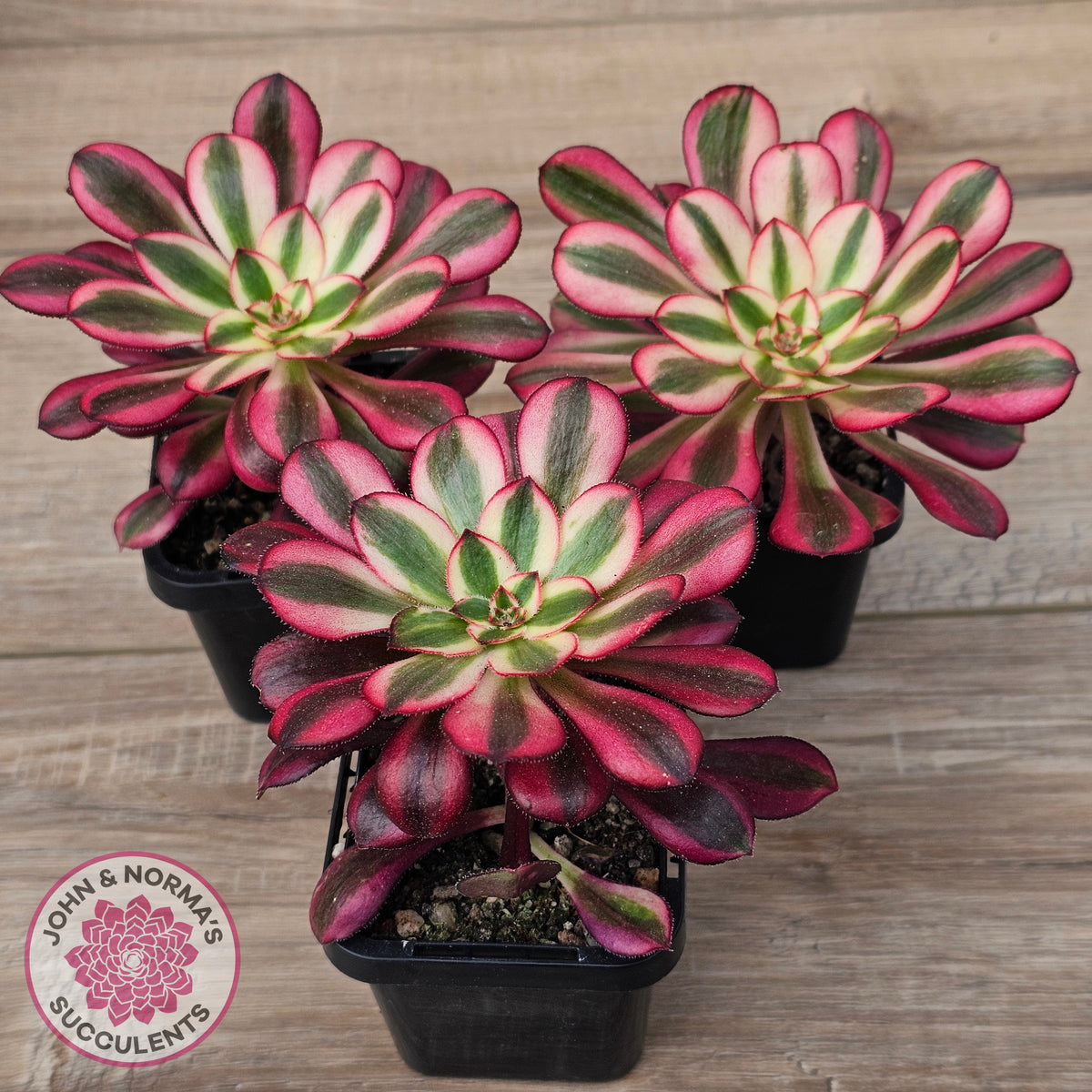 Aeonium arboreum 'Chanel'