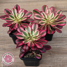 Load image into Gallery viewer, Aeonium arboreum 'Chanel'